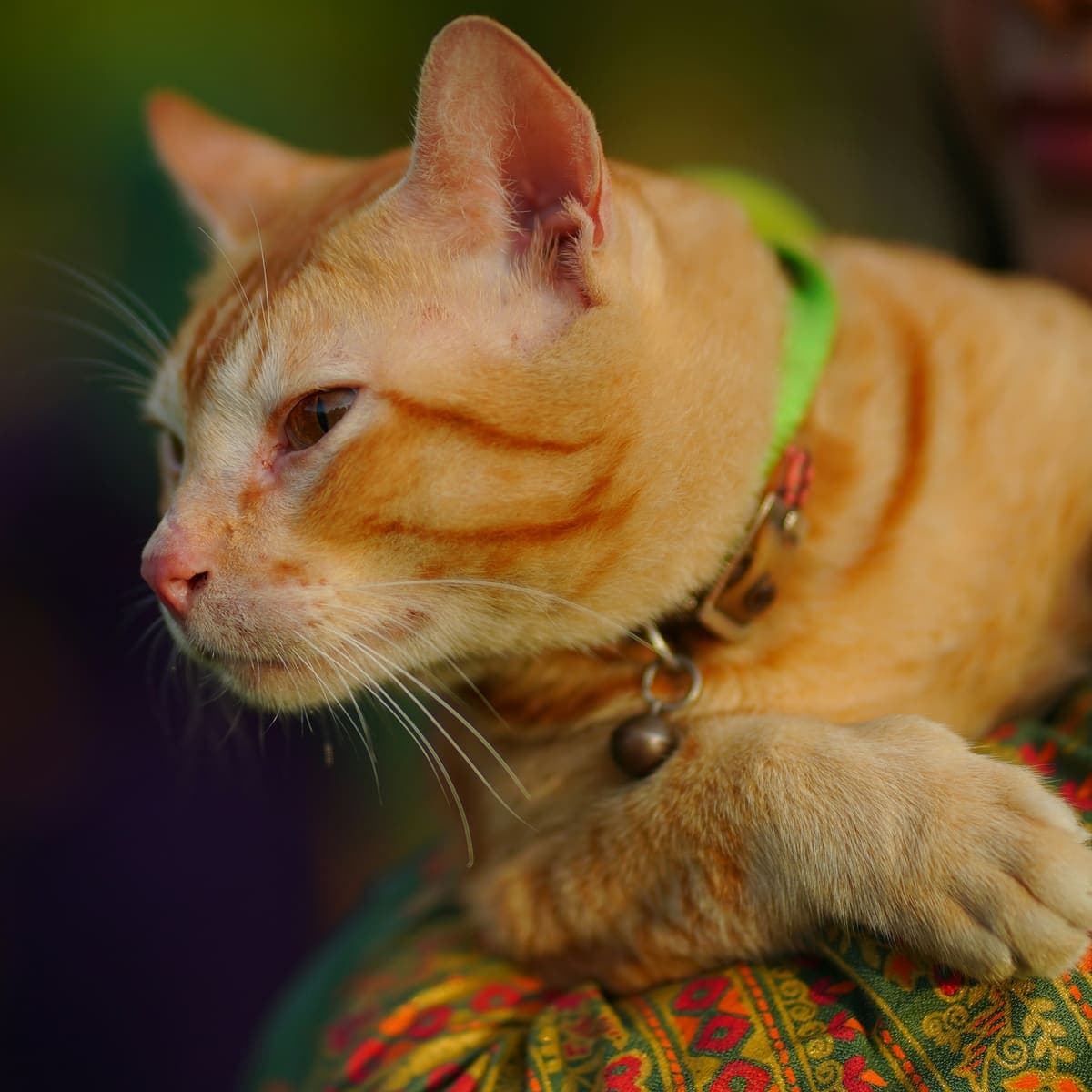 An orange cat with a green collar and bell resting on its owner's shoulder in Dhaka