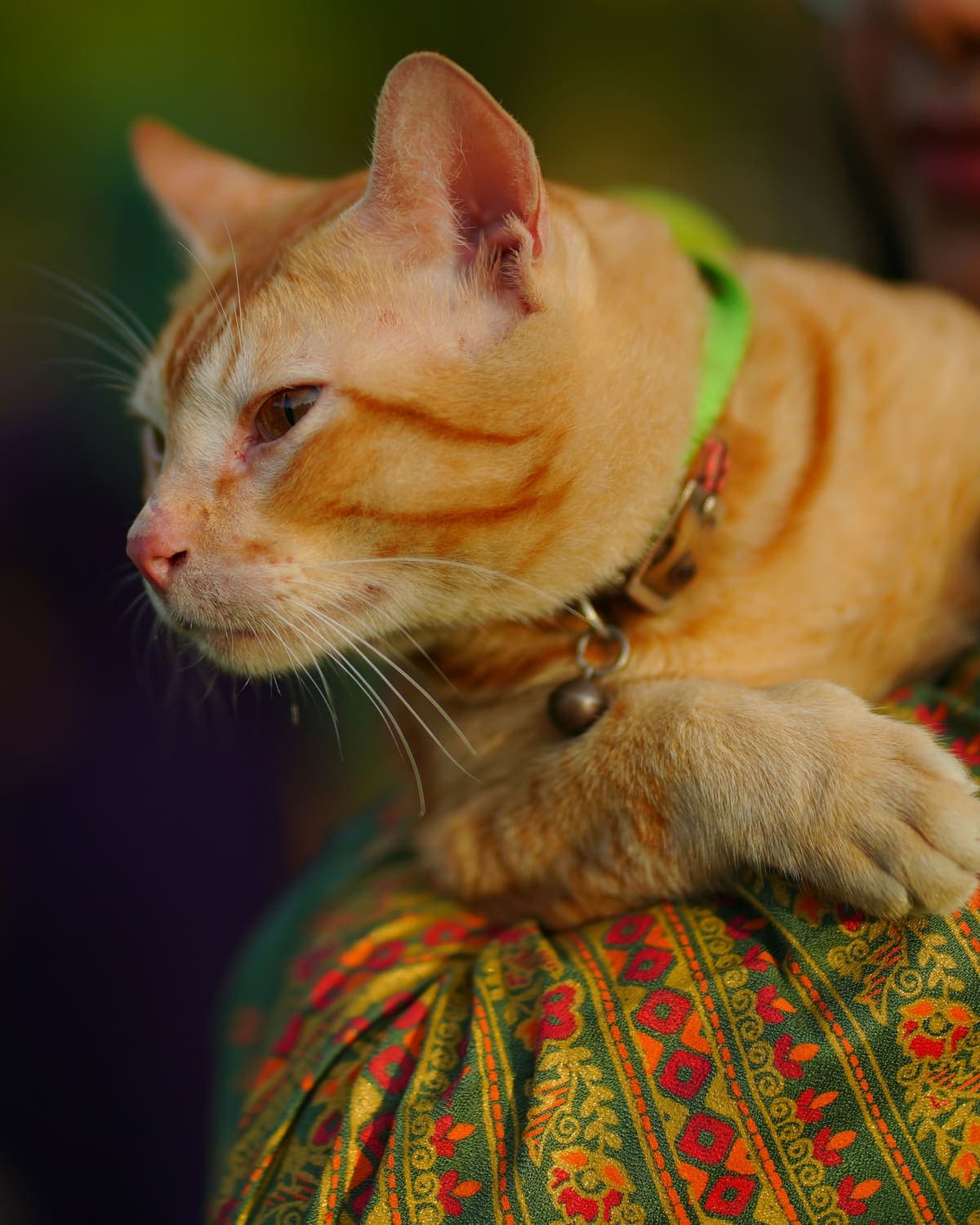 An orange cat with a green collar and bell resting on its owner's shoulder in Dhaka