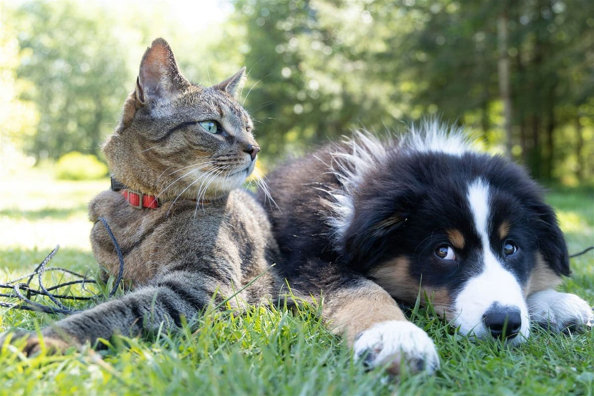 A tabby cat and a black and white puppy lying together on the grass