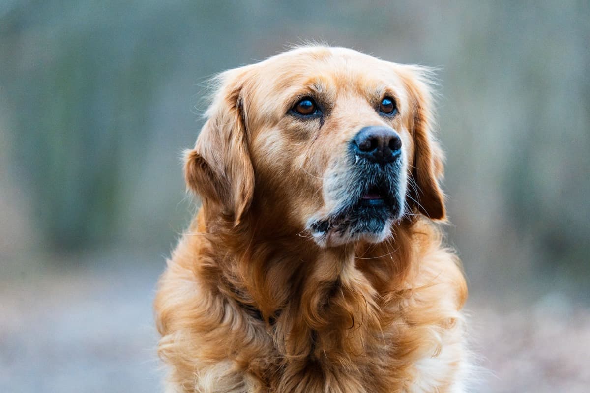 A golden retriever looking up