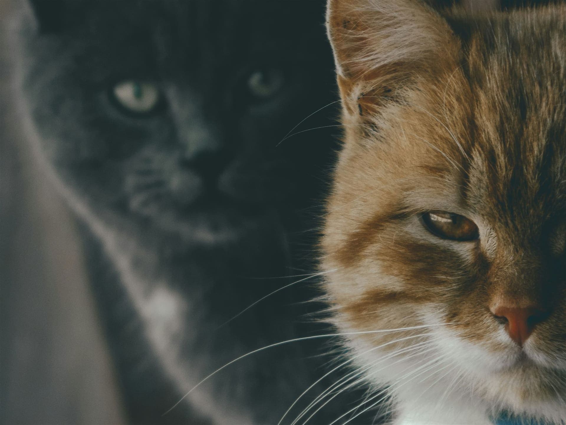 A ginger cat in close-up, a grey cat behind it