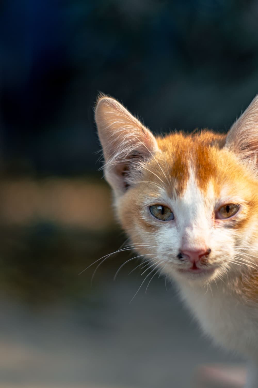 A ginger and white kitten looking at the camera
