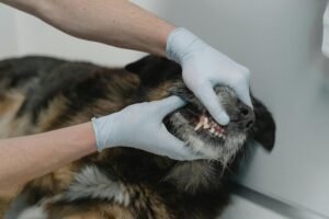 Misaligned Canine Teeth in Dogs