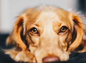 False_pregnancy_dog